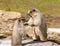 Marmots fighting for Territory