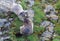 Marmots in Hohe Tauern National Park, Austria