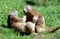 Marmots playing fight
