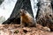 Marmots are relatively large ground squirrels with 15 species living in Asia, Europe and North America. They are the heaviest