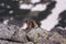 Marmots on the rocks. Tatry