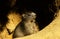 MARMOTTE DES ALPES marmota marmota