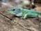 Maroccan Eyed Lizard, Timon tangitauns, is a large green lizard