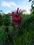 Maron red leaf plants planted in the yard