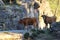 The Maronesa cow is a traditional Portuguese mountain cattle breed excellent for its meat and traction power.Nationalpark Peneda-