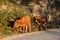 The Maronesa cow is a traditional Portuguese mountain cattle breed excellent for its meat and traction power.Nationalpark Peneda-