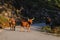 The Maronesa cow is a traditional Portuguese mountain cattle breed excellent for its meat and traction power.Nationalpark Peneda-