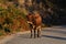 The Maronesa cow is a traditional Portuguese mountain cattle breed excellent for its meat and traction power.Nationalpark Peneda-