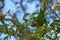 maroon-bellied parakeet (Pyrrhura frontalis) feeding in a Ligustrum lucidum tree