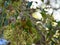 maroon-bellied parakeet (Pyrrhura frontalis) feeding in a Ligustrum lucidum tree