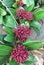 Maroon berries of a Skimmia Japonica Rubella bush