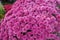 Maroon chrysanthemum