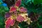 Maroon Coleus flower detail macro