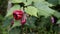 maroon colour flower of Callianthe picta also known as Redvein Chinese lantern