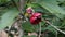 maroon colour flower of Callianthe picta also known as Redvein Chinese lantern