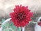 Maroon Crysanthemum flower close up