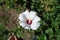 Maroon-eyed white flower of Hibiscus syriacus