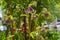 Maroon flower Aquilegia atrata with few buds and velvety stem  on background of blurred green foliage of trees and cars