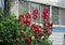 Maroon flowering hollyhocks at the window in an apartment building