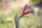 The maroon green guava leaves with plant growing in the farm