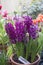 Maroon hyacinths in a pot