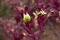 Maroon kangaroo paw flower stem