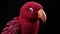 Maroon Knitted Parrot Toy With Realistic Chiaroscuro Lighting