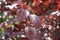 Maroon leafage of prunus pissardii tree