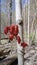 Maroon leaves of a birch tree on a grey trunk