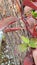 Maroon Leaves and Brown Tree Bark