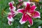 Maroon lily in the flowerbed