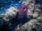 Maroon octopus, like a sailor with a pipe leaning on the elbow on the coral, at the bottom of the Indian Ocean