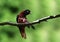 Maroon oriole