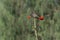 Maroon Oriole, Oriolus traillii at Mahananda Wildlife Sanctuary