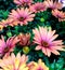 Maroon pink colored Cape Marguerite Daisy flowers