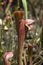 Maroon pitfall pitcher plants