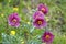 Maroon prickly poppies with green background