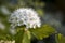 Maroon red leaved and white flowers