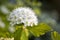 Maroon red leaved and white flowers of Physocarpus opulifolius in the garden