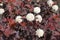 Maroon red-leaved and white flowers of Physocarpus opulifolius in May