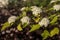 Maroon red leaved and white flowers of Physocarpus opulifolius in May