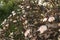 Maroon red leaved and white flowers of Physocarpus opulifolius in May at sunset