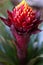 The maroon, red and yellow Guzmania flower in the process of opening.