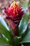 The maroon, red and yellow Guzmania flower in the process of opening.