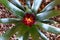 The maroon, red and yellow Guzmania flower in the process of opening.