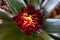 The maroon, red and yellow Guzmania flower in the process of opening.