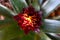 The maroon, red and yellow Guzmania flower in the process of opening.