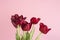Maroon tulips on a pink background.