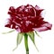 A maroon white rose flower isolated on a white background. Close-up.