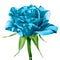 A maroon white rose flower isolated on a white background. Close-up.